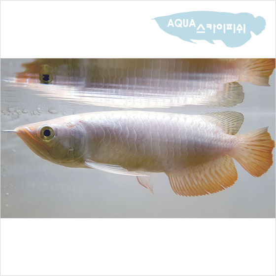 최상급 과배 약25cm 전후