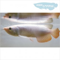 최상급 과배 약25cm 전후